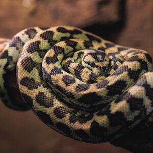 Carpet Python