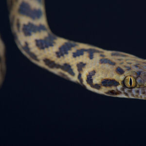 Spotted Python